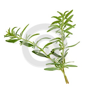 Hyssop Herb Leaves photo