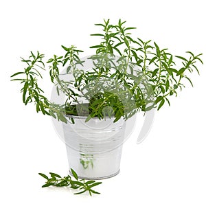 Hyssop Herb Plant photo