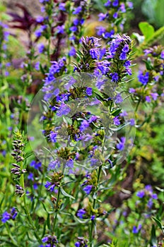 Hyssop Hyssopus officinalis