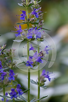 Hyssop Hyssopus officinalis with blue flowers