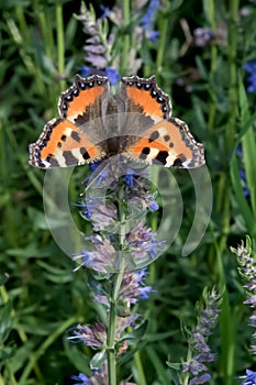 Hyssop Hyssopus officinalis blue flowers and a butterfly