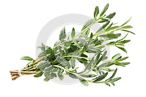 Hyssop Hyssopus officinalis herb, path