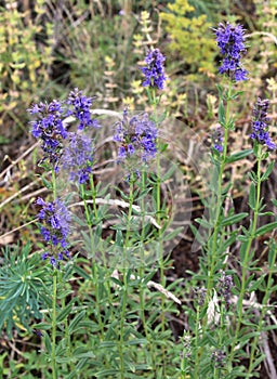 Hyssopus officinalis grows in nature