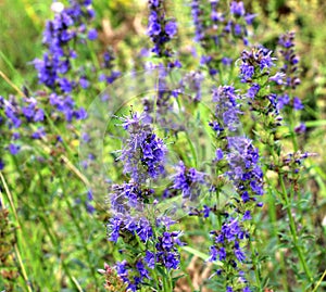 Hyssopus officinalis grows in nature