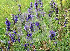 Hyssopus officinalis grows in nature