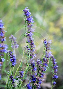 Hyssopus officinalis grows in nature
