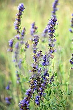Hyssopus officinalis grows in nature