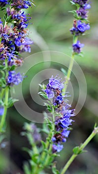 Hyssopus officinalis grows in nature