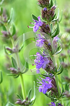 Hyssopus officinalis