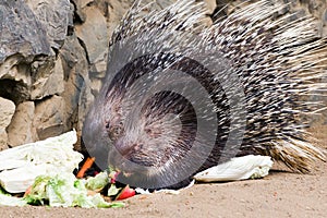 Hystrix indica / The Indian crested porcupine or Indian porcupine - ZOO Troja, Prague, Czech republic