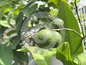 Hystrix orange is called kaffir lime, lime, or limo on a tree