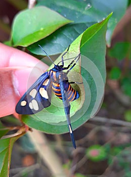 HÃÂ¼bner's wasp moth Insect in this picture photo
