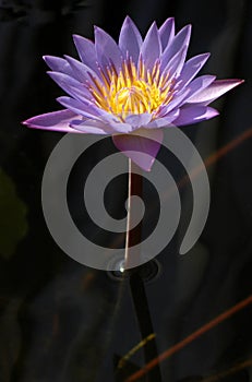 Purple Water Lily hit by a ray of light on the island of Maui, Hawaii.