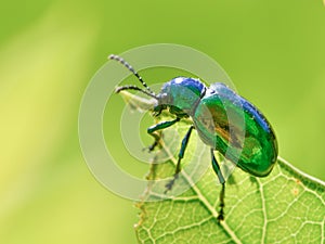 I believe this is a dogbane beetle - on a green leaf with a smooth green background / bokeh - taken in Theodore Wirth Park in Minn photo