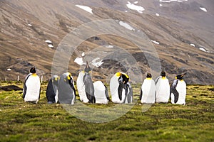 I am the boss today! King Penguins