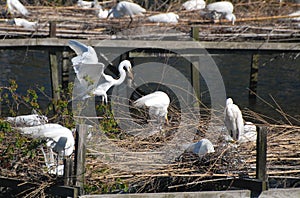 I Brought You A Twig for Our Nest