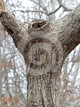 Odd Tree in the Forest with Outstretched Branches and a Knot Hole photo