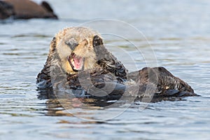 I can`t hear you, says sea otter covering ears