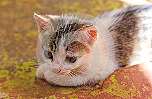 White, striped, kitten, in sunlight on floor, focus, play, playful, face, hair