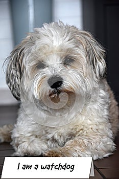 I am a dangerous watchdog, wannabe havanese dog