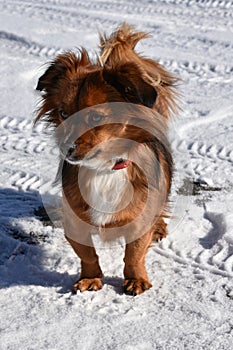 I don`t like snow. Little  horriefied dog does not go any step