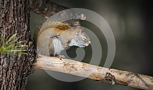 I falls asleep. Sleepy springtime Red squirrel with eyes closed, resting on a pine tree branch in a woods.