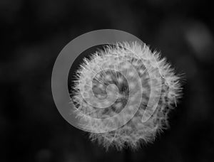 I felt the branches of it looing at me.