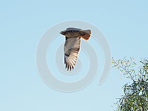 I Fly Alone-redtailed hawk bird-