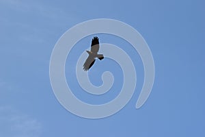 I fly where eagle cry