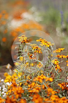 I found this beautiful flower at wild field. Its look like amazing with orange color.