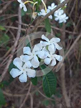 I found this flower and it shows me that nature is amazing