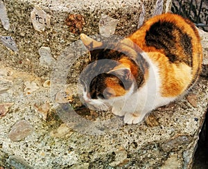 Cute and lonely kitten resting on the mountain track photo