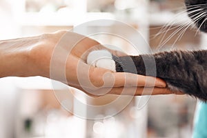 I am a friend for my patient. Close-up photo of female vet hand holding a paw of a black fluffy cat during a checkup in