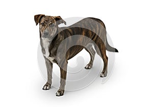 I-generated image of a medium-sized dog with a brindle coat standing on a