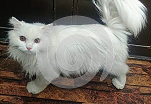 I have a cattitude problem..love Cats