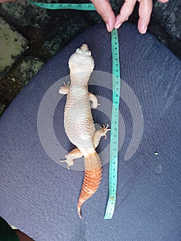 I have Gecko the size 30cm
