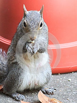 I have plans for you! Squirrel