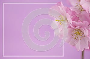 I have Spring cherry blossoms on pink background with copyspace