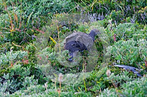 Uccello guarda alta montagna impianti 