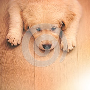 I haz a sad. an adorable golden retriever puppy lying on a wooden floor.