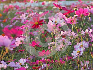 Peace cosmos photo