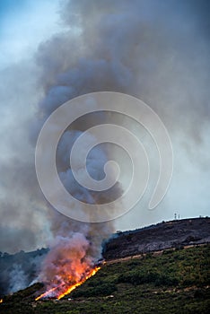 Forest fire photo