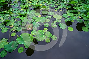 I just took a picture of the lotus leaves in the park