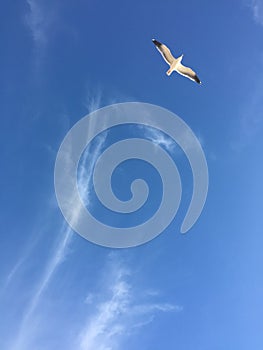 I looked up and saw a white seagull flying