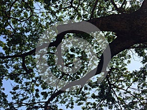 Tree bigtree sky nature longlive