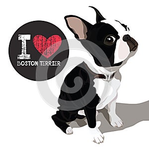 I Love Boston Terrier photo