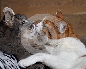 I love cats. Tenderness, kiss two cats