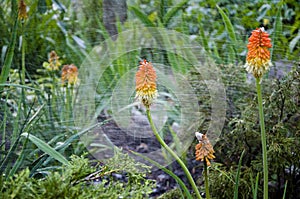 I love gardening. watering summer garden. spring. nature and environment. water for flower of knofofiya flowerbed. Kniphophia also