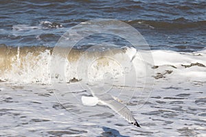 I love the look of this seagull flying through the air. This shorebird was just using the ocean breeze to glide.