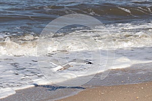 I love the look of this seagull flying through the air. This shorebird was just using the ocean breeze to glide.